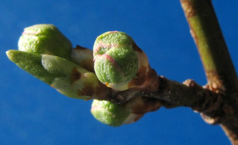 Gemmotherapie bourgeons montauban