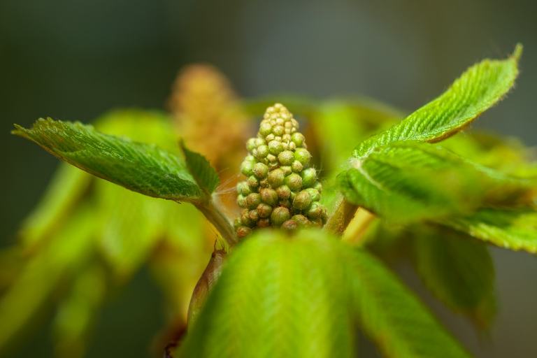 chestnut, chestnut bud, tree-6192459.jpg
