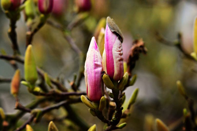 magnolia, tree, flower-4914975.jpg