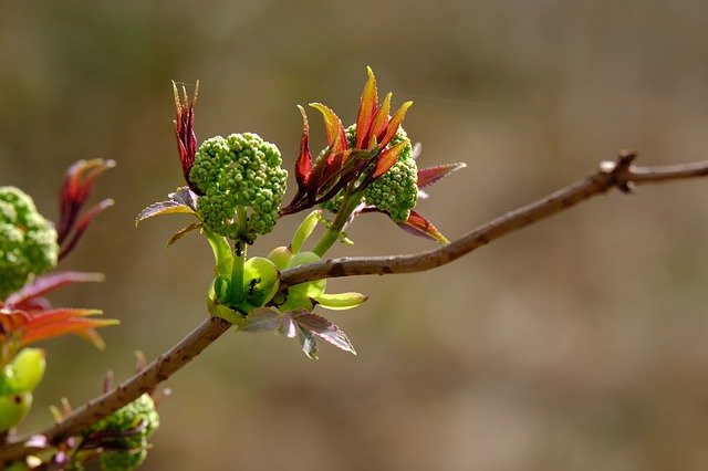 bourgeon d'arbre